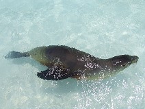 Kid of Galapagos Sea Lion in water